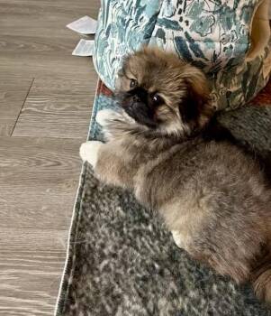 Hugo -  Pekingese Dog for Adoption in Cape Coral, Florida - Hugo | PetCurious