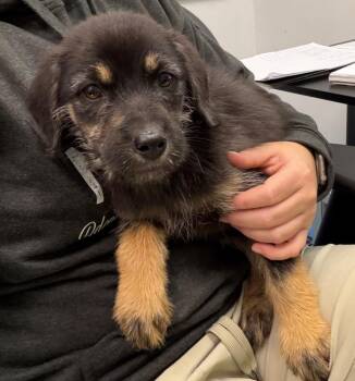 Pecan -  Terrier Dog for Adoption in Yellowknife, Northwest Territories - Pecan | PetCurious