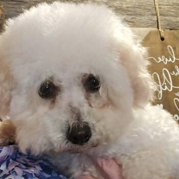 Bichon Frise Dogs Available for Adoption in Dyer, Indiana - Dee Dee | PetCurious