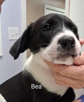 Bea -  Pointer and Bluetick Coonhound Dog for Adoption in Maynardville, Tennessee - Bea | PetCurious