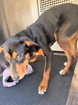 Rookidee -  Coonhound Dog for Adoption in Austin, Texas - Rookidee | PetCurious