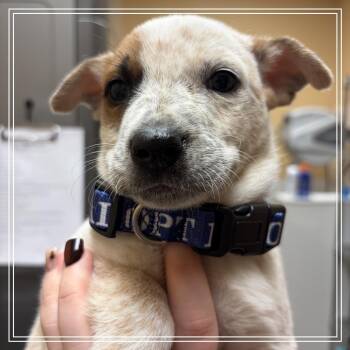 FWT Carson -  Shepherd and Mixed Breed Dog for Adoption in Midland, Texas - FWT Carson | PetCurious