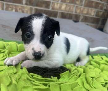 Rescue Border Collie and Labrador Retriever Dogs for Adoption in Kiowa, Oklahoma - Johnny Ringo | PetCurious