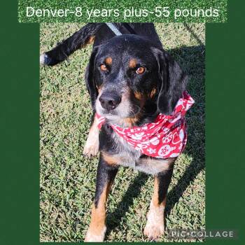 Rescue Border Collie Dogs for Adoption in New Iberia, Louisiana - Denver | PetCurious