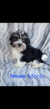 Havanese Dogs Available for Adoption - Mochi  | PetCurious