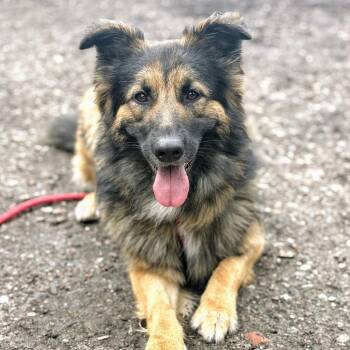 Shepherd Dogs Available for Adoption in Oakland, California - Honeycrisp | PetCurious