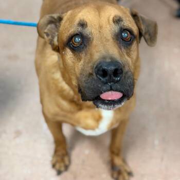 Chewmongous -  Boxer and Mixed Breed Dog for Adoption in Fort Smith, Arkansas - Chewmongous | PetCurious