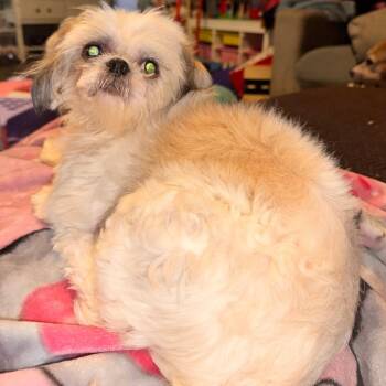 Shih Tzu Dogs Available for Adoption in Houston, Texas - Nellis Auction | PetCurious