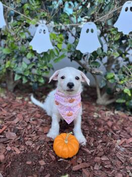 Casper -  Border Terrier and West Highland White Terrier Westie Dog for Adoption in South El Monte, California - Casper | PetCurious