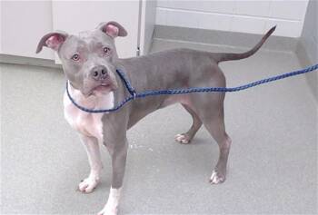 JADE -  American Bulldog Dog for Adoption in Omaha, Nebraska - JADE | PetCurious