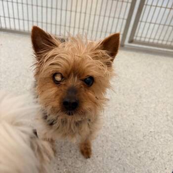 Yorkshire Terrier Dogs Available for Adoption - Katy | PetCurious