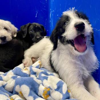 Poodle and Mixed Breed Dogs Available for Adoption in Wimberley, Texas - Archie | PetCurious