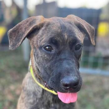 Annie *Arriving 9/12* D12325 -  Shepherd and Labrador Retriever Dog for Adoption - Annie *Arriving 9/12* D12325 | PetCurious