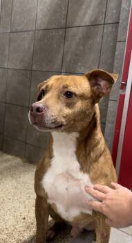 Rusty -  Mixed Breed Dog for Adoption in Westborough, Massachusetts - Rusty | PetCurious
