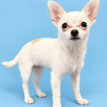 Khloe -  Chihuahua Dog for Adoption in Portland, Texas - Khloe | PetCurious