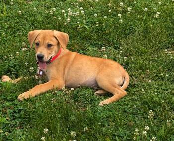 Labrador Retriever Dogs Available for Adoption in Nashville, Tennessee - Travis | PetCurious