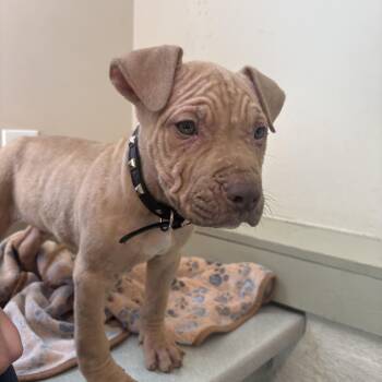 Diesel -  American Bully Dog for Adoption in Maryville, Tennessee - Diesel | PetCurious