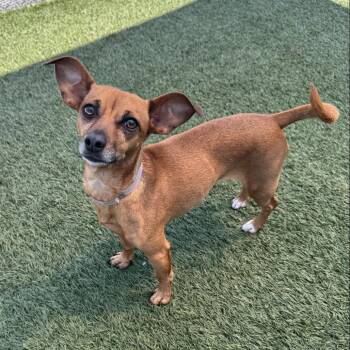 Chihuahua Dogs Available for Adoption in Hawthorne, California - Salsa | PetCurious