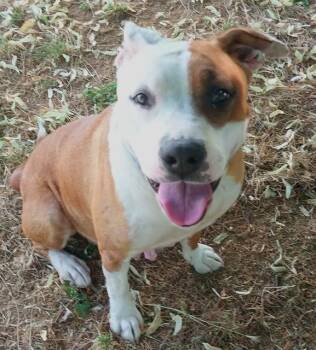GABRIELA -  Pit Bull Terrier Dog for Adoption in Sacramento, California - GABRIELA | PetCurious