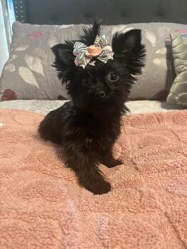 Yorkshire Terrier Dogs Available for Sale - Simone | PetCurious