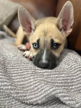 Dolly -  Shepherd Dog for Adoption in VERNON ROCKVL, Connecticut - Dolly | PetCurious