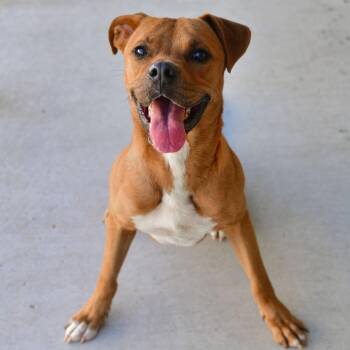 Scooby -  Pit Bull Terrier and Mixed Breed Dog for Adoption in Ottawa, Kansas - Scooby | PetCurious