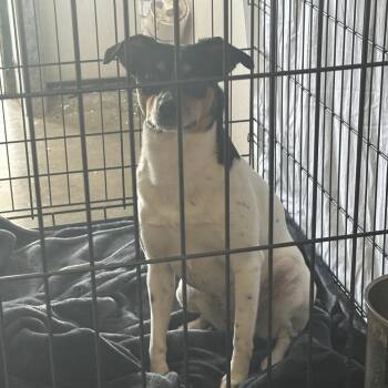 Mixed Breed Dogs Available for Adoption - Heidi | PetCurious