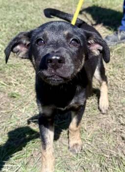 Shadow -  German Shepherd Dog and Black Labrador Retriever Dog for Adoption in Jacksonville, Florida - Shadow | PetCurious