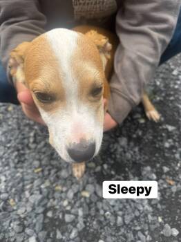 Sleepy (13wo, 20lbs) -  Hound Dog for Adoption in Hinton, West Virginia - Sleepy (13wo, 20lbs) | PetCurious