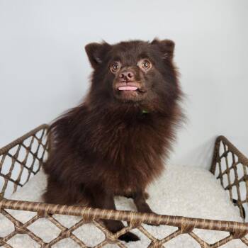 Mango -  Pomeranian Dog for Adoption in Fort Wayne, Indiana - Mango | PetCurious