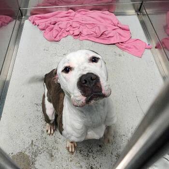 Rescue Mixed Breed Dogs for Adoption in Davenport, Iowa - Xyla | PetCurious