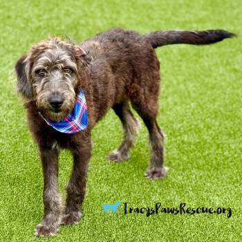 Rescue Irish Wolfhound Dogs for Adoption in Hondo, Texas - Finley - Big Irish Wolfhound Puppy | PetCurious