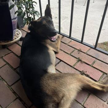 German Shepherd Dog Dogs Available for Adoption in Columbia, South Carolina - Zeus | PetCurious