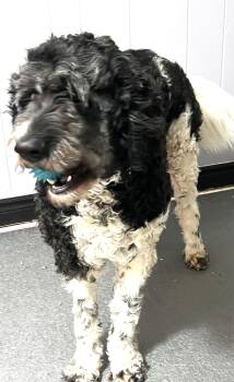 Portuguese Water Dog Dogs Available for Adoption in Ypsilanti, Michigan - Jasper (Great Family Pet) | PetCurious