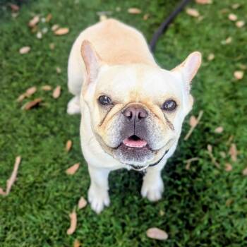 Minnie -  French Bulldog Dog for Adoption in Port Richey, Florida - Minnie | PetCurious