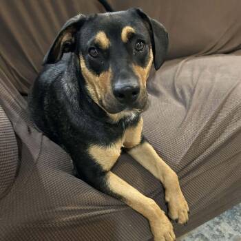 Rottweiler and Shepherd Dogs Available for Adoption - Bailey Moon | PetCurious