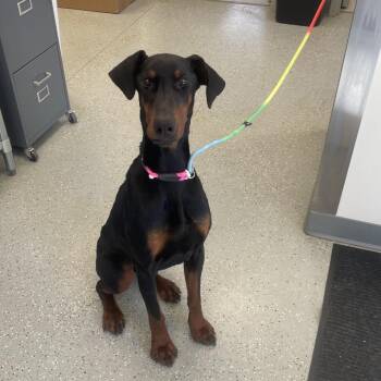 Doberman Pinscher Dogs Available for Adoption - Tigg | PetCurious