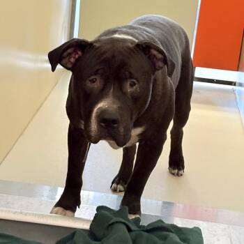 Willow -  Pit Bull Terrier Dog for Adoption in Philadelphia, Pennsylvania - Willow | PetCurious