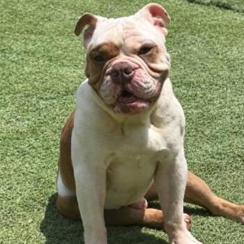 Louie -  Bulldog Dog for Adoption in Center Point, Texas - Louie | PetCurious