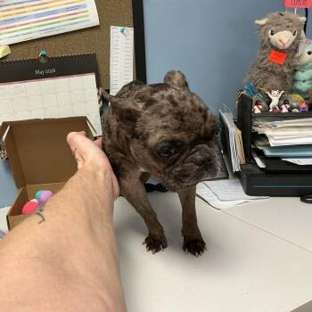 French Bulldog Dogs Available for Adoption in Saint Joseph, Missouri - Birkin | PetCurious