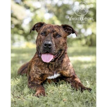 Dora the Explorer -  Mixed Breed Dog for Adoption in Pittsburgh, Pennsylvania - Dora The Explorer | PetCurious