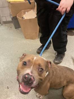 Mixed Breed Dogs Available for Adoption in Dallas, Texas - HANK | PetCurious
