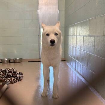 Everest -  Husky Dog for Adoption in Newark, New Jersey - Everest | PetCurious