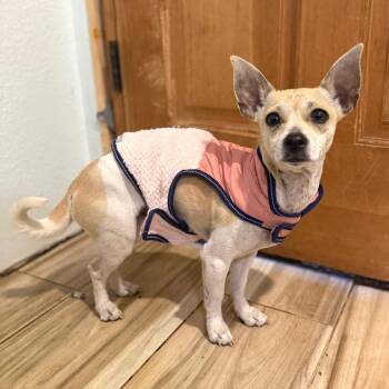Chihuahua Dogs Available for Adoption in Bellingham, Washington - Sophie | PetCurious