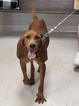 Rescue Redbone Coonhound Dogs for Adoption in Holly Springs, North Carolina - Hank The Hound | PetCurious