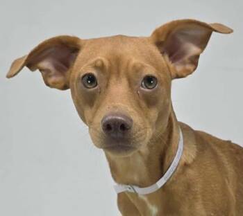 Rescue Chihuahua and Dachshund Dogs for Adoption in New York, New York - Blondie Ambition *Foster Needed* | PetCurious