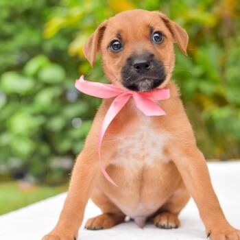 Mixed Breed Dogs Available for Adoption in Kailua-kona, Hawaii - Guava | PetCurious