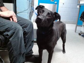 MEATLOAF -  Labrador Retriever and Mixed Breed Dog for Adoption in Albuquerque, New Mexico - MEATLOAF | PetCurious