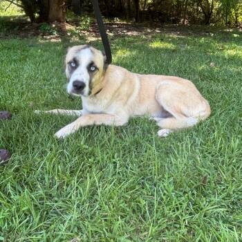 Meadow -  Great Pyrenees and Mixed Breed Dog for Adoption in Clanton, Alabama - Meadow | PetCurious