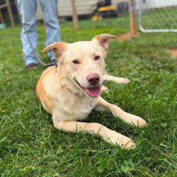 Chewy -  Border Collie and Labrador Retriever Dog for Adoption - Chewy | PetCurious